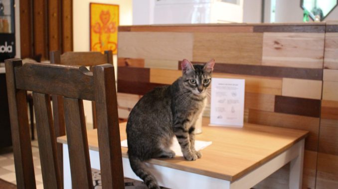 katzencafe-bielefeld-miezhaus-speisekarte