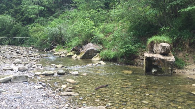 Bach am Vitaparcours Rantelwald Gebirgsbach am Vitaparcours Rantelwald