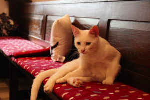 Katze auf Sitzbank im Katzencafé Miezhaus Bielefeld